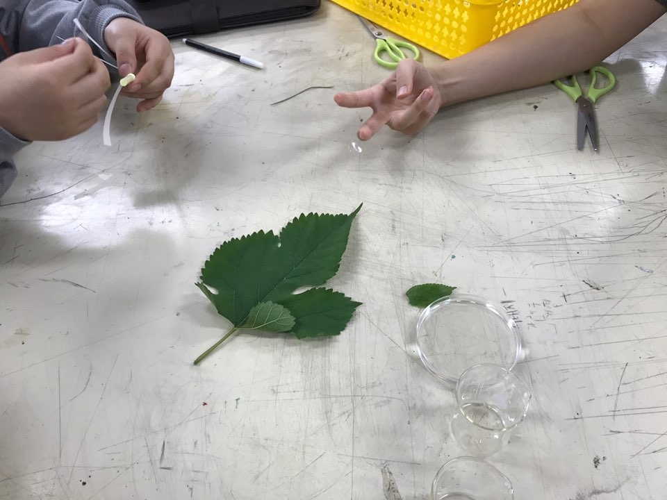 7.31 식물의 색소 분리 실험(TLC판 크로마토그래피 이용)