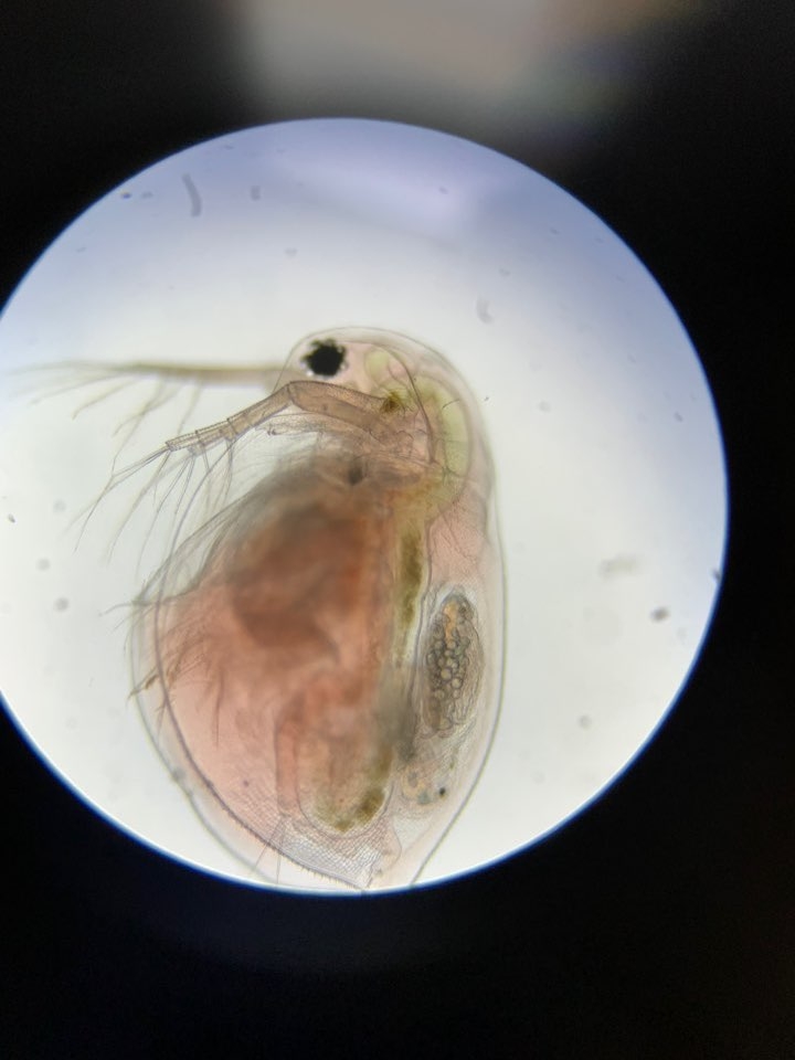 8.21 커피가 물벼룩의 심장 박동률에 미치는 영향