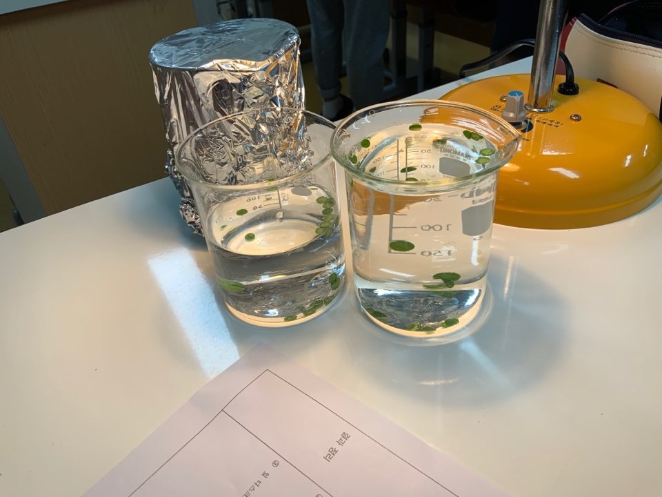 9.25 식물의 광합성