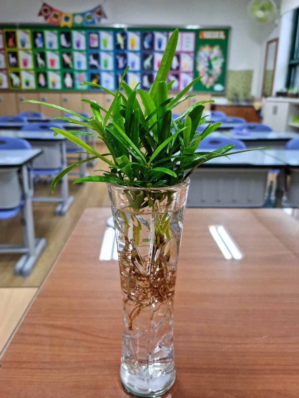 교직원 반려식물 키우기 -나한송-