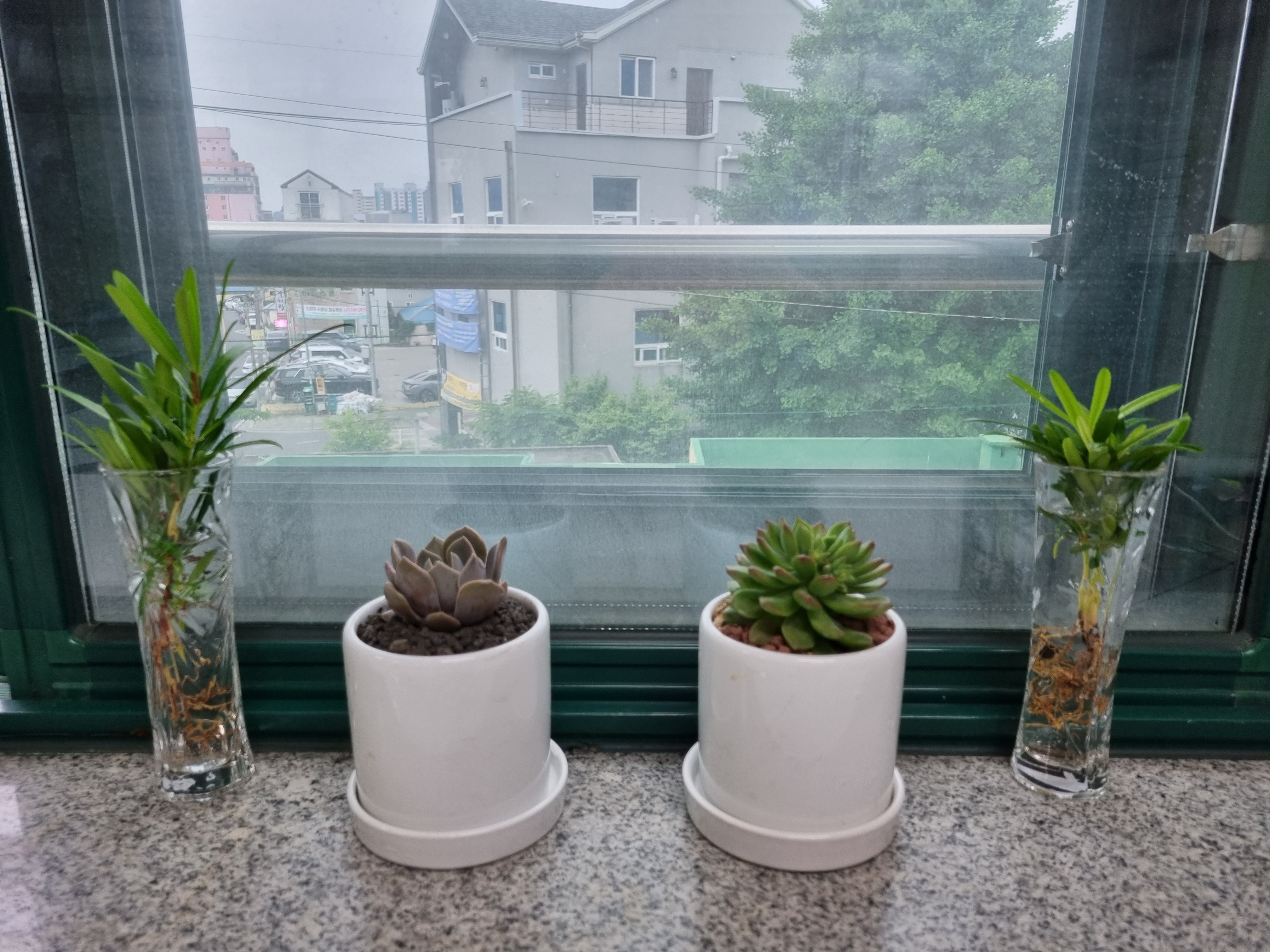 교직원 반려 식물 키우기