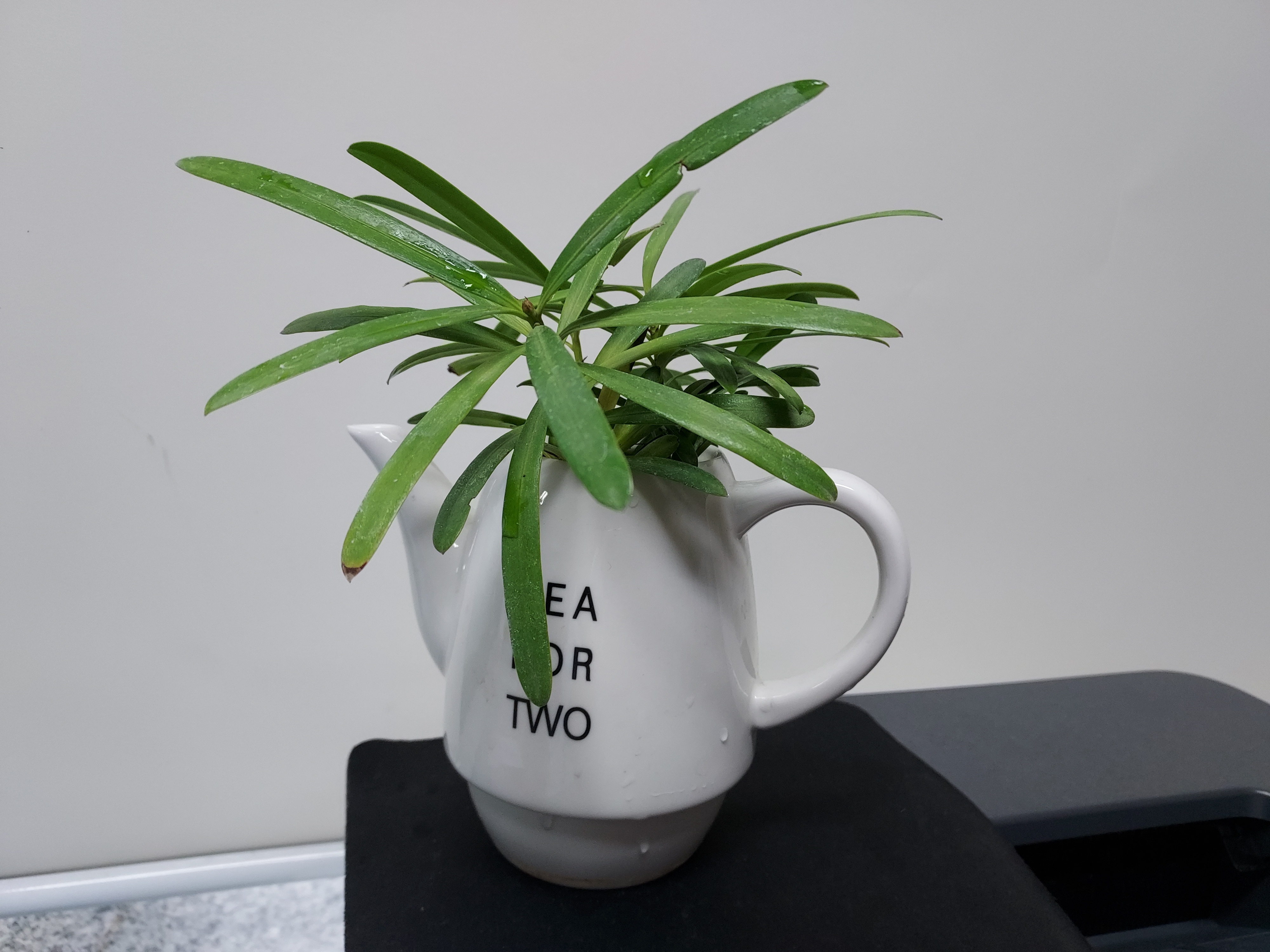 교직원 반려 식물 키우기