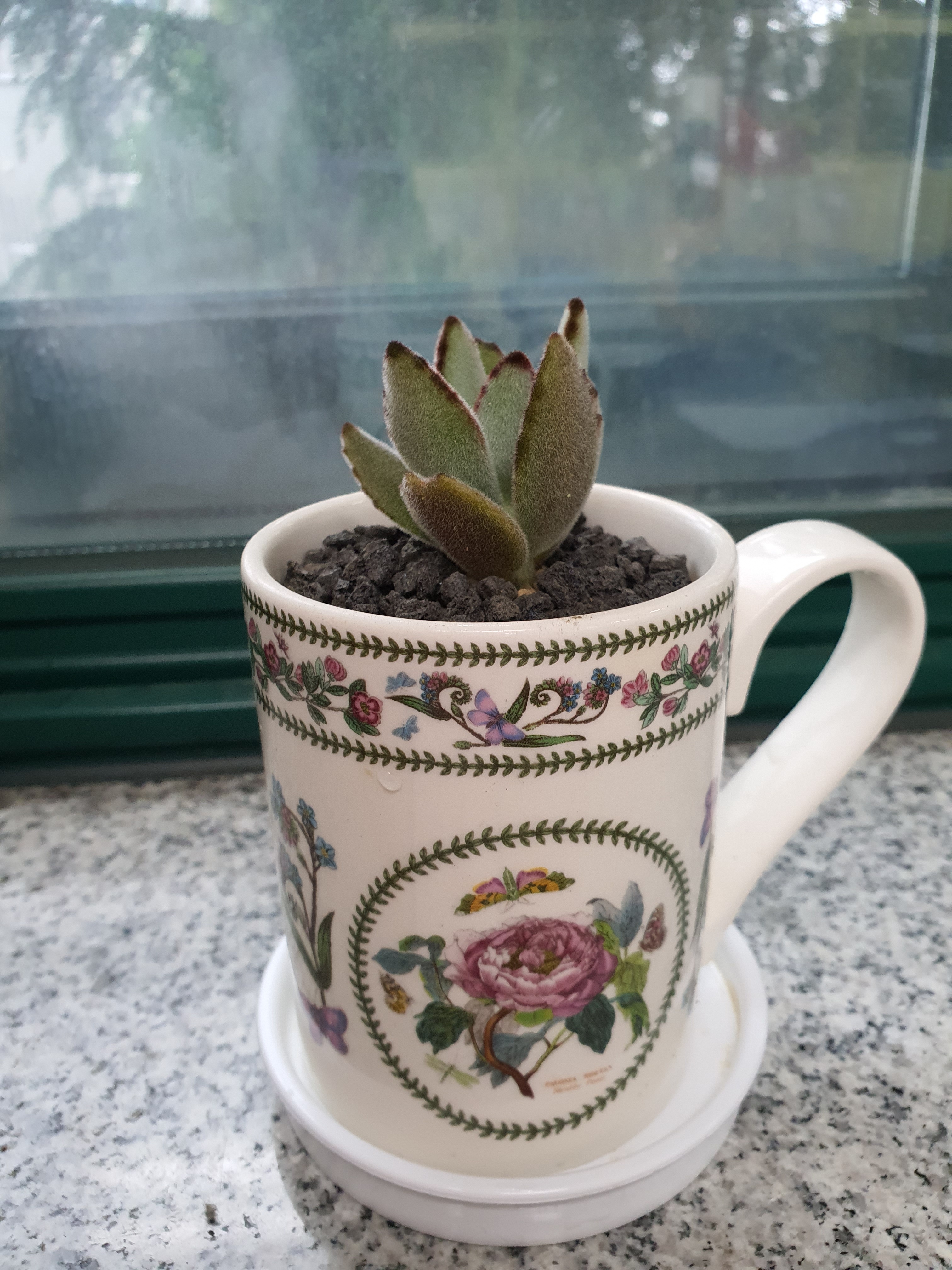 교직원반려식물 키우기