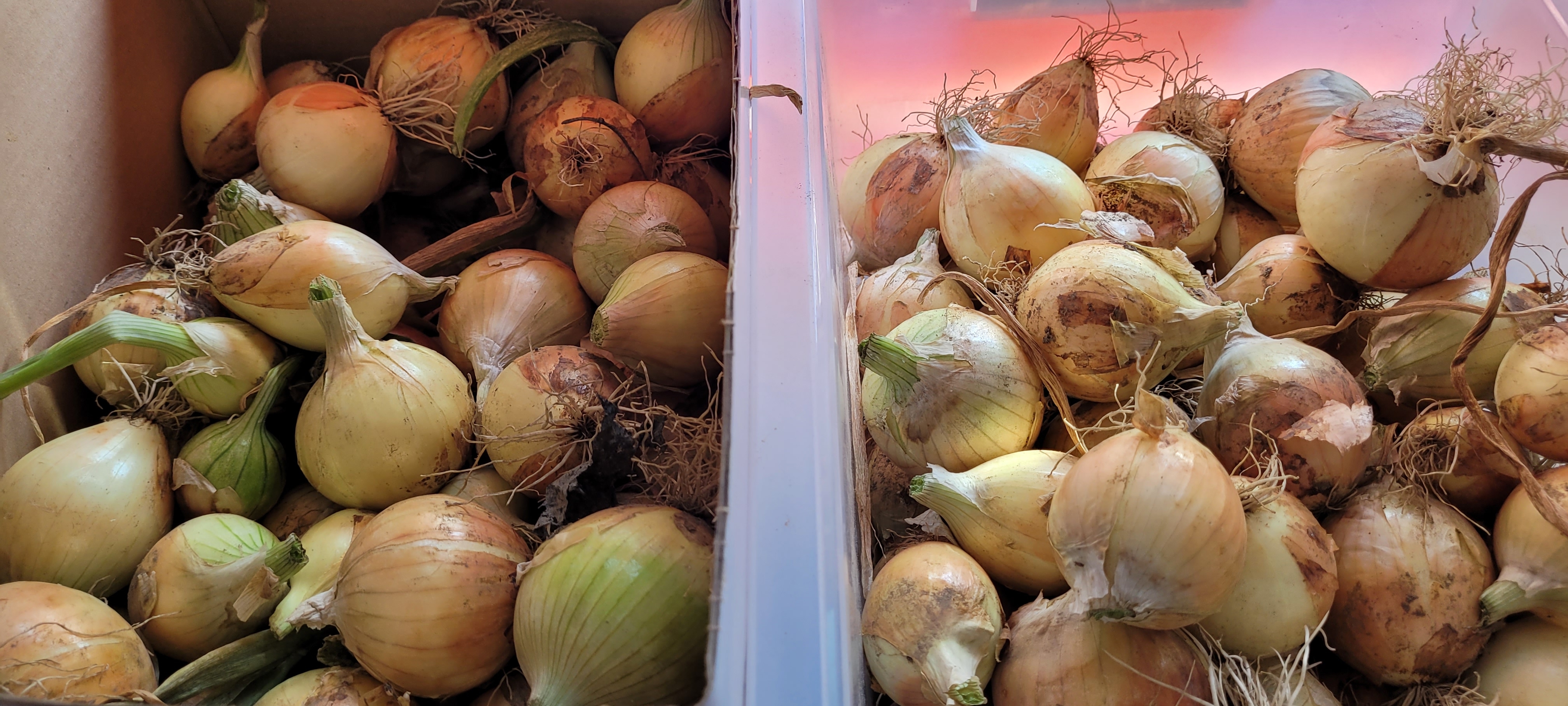 텃밭양파 장아찌 만들기1-준비물