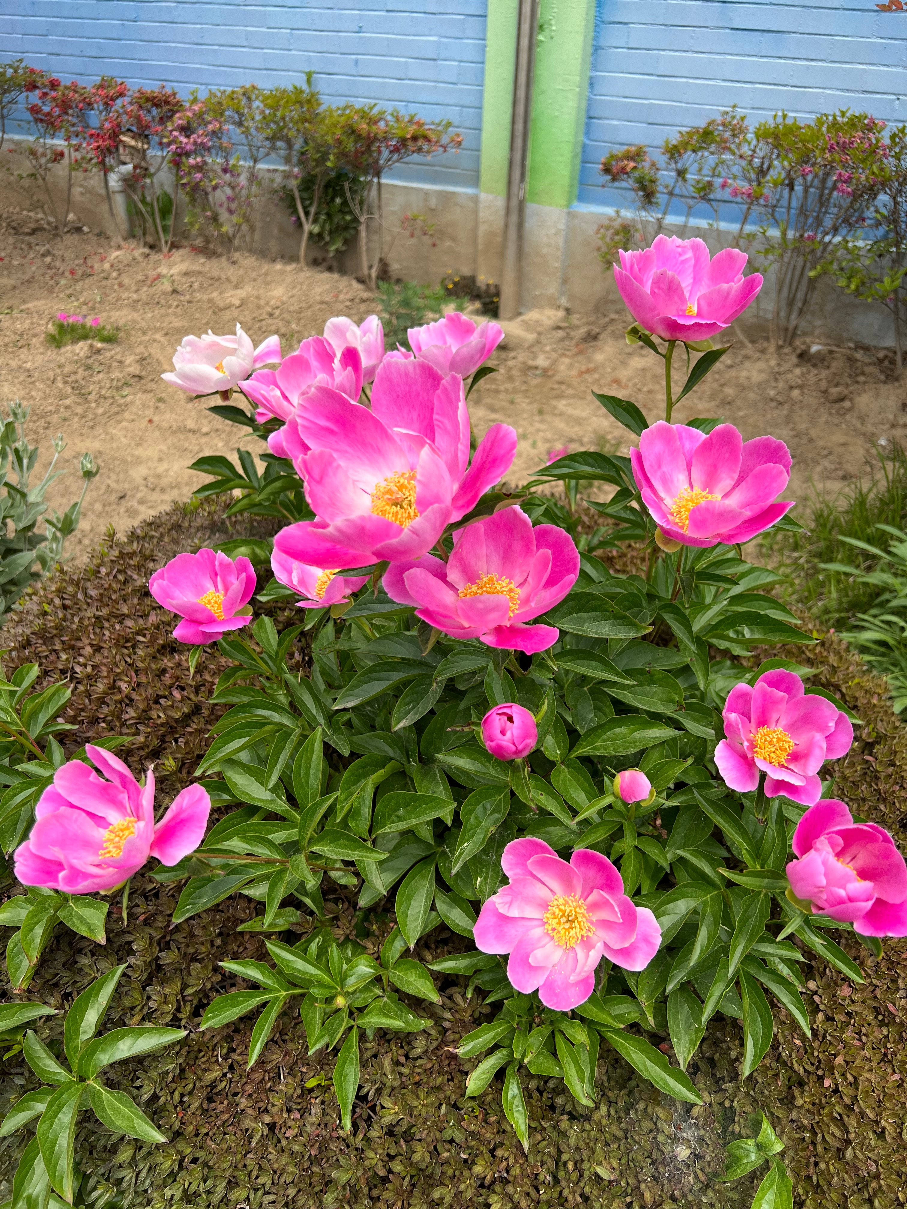 길곡초 봄꽃들...