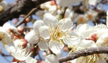 꽃 校化 · School Flower