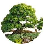 [나무] : 섬향나무