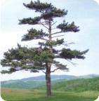 나무 : 소나무
