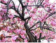 나무: 왕벚나무